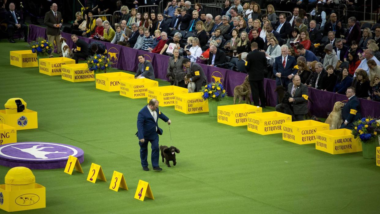 American water spaniel competing in show class
