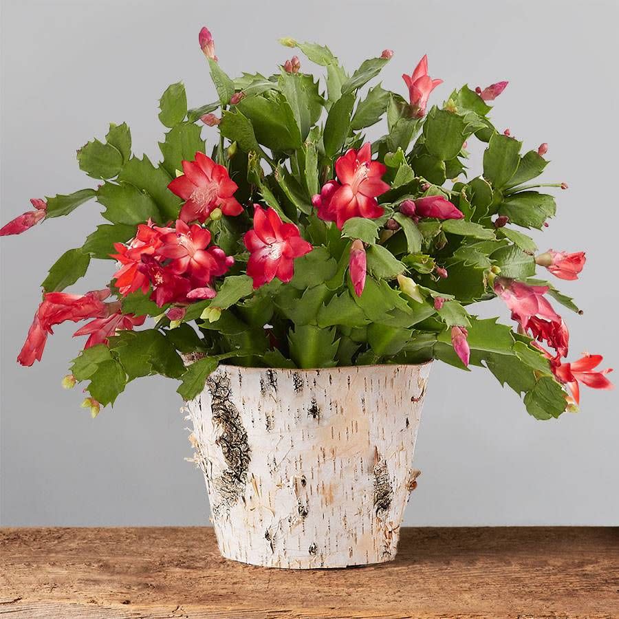 4) Red Christmas Cactus