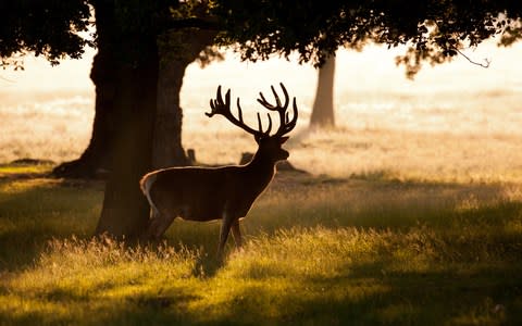 Richmond Park is London's largest park - Credit: iStock