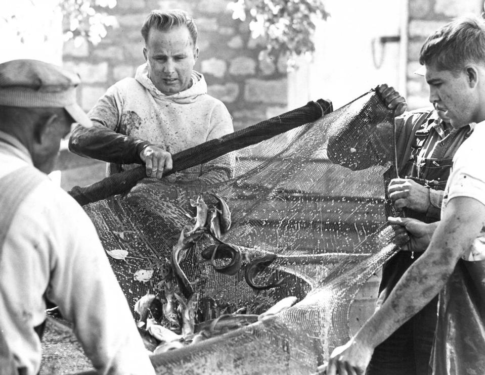 Ted Ensley, then-superintendent of Lake Shawnee, and two helpers empty channel catfish from a seine on Oct. 23, 1964. The fish, weighing about a pound apiece, were being moved from hatchery ponds to the lake. About 5,000 were transferred that day.