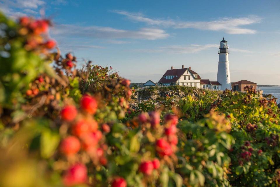 Rose Hip and Portland Head Lighthouse