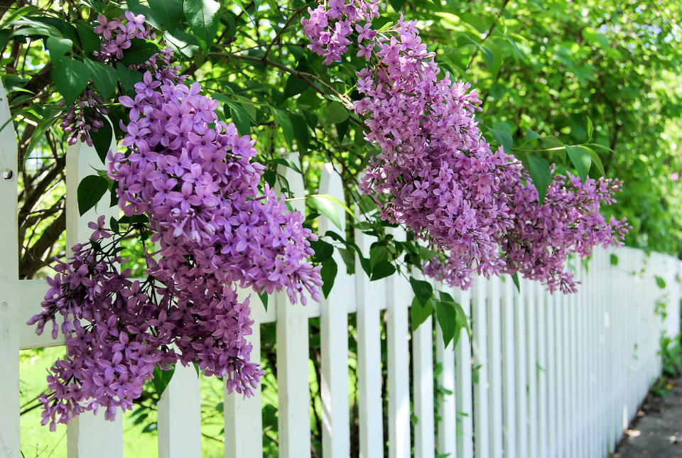 <p> There are so many stylish garden fence ideas that will enable you to define your home's boundaries, but one of the best solutions for small front yards has to be the picket fence. </p> <p> With its open structure and low height, picket fencing provides an unobtrusive border that still lets in light and views. Yet it's also brimming with charm, providing an idyllic country feel. </p> <p> Picket fences are also great for providing support for plants, including many shrubs and smaller climbers.  </p>