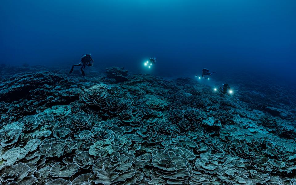 Researchers for the French National Centre for Scientific Research study corals in the waters off the coast of Tahiti - AP/Alexis Rosenfeld