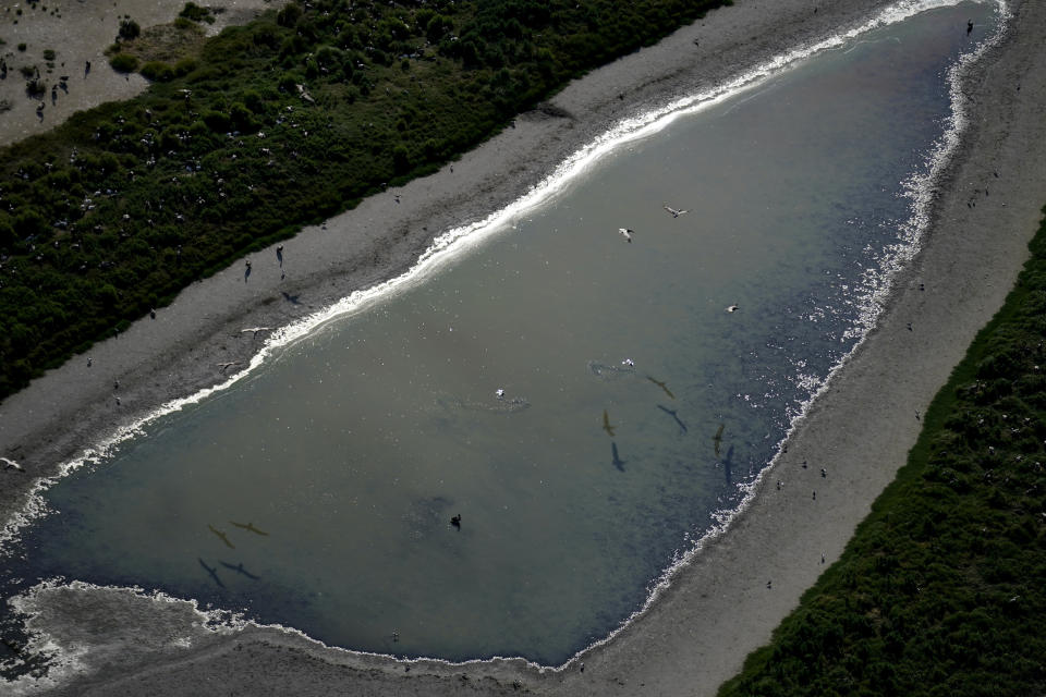 Nesting pelicans are seen from the air on Raccoon Island, a Gulf of Mexico barrier island that is a nesting ground for brown pelicans, terns, seagulls and other birds, in Chauvin, La., Tuesday, May 17, 2022. (AP Photo/Gerald Herbert)