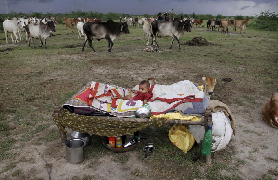 In this Thursday, Aug. 23, 2012 photo, an young Indian child rests near a herd of cattle in Bagodara, about 75 kilometers (47 miles) west of Ahmedabad, India. The showers, which normally run from June to September in large areas of what is now a drought affected Gujarat, are crucial in a country where 60 percent of the population works in agriculture and less than half the farmland is irrigated. India's Meteorological Department has said it expects the country to get at least 10 percent less rain this year than during a normal monsoon, but large parts of the country have been hit much harder. (AP Photo/Ajit Solanki)