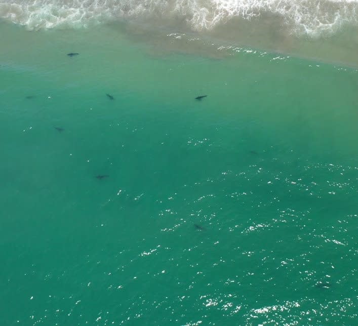 Juvenile great white sharks gathering nearshore