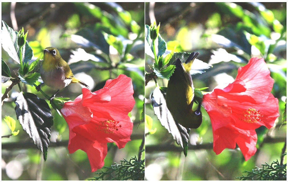 <b>Oriental White-eye:</b> Smaller than a hibiscus flower, this restless lilliput sips nectar, nibbles on fruit and gobbles insects.