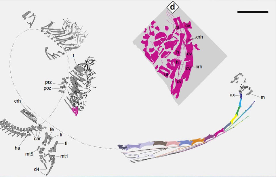 A diagram of the specimen, with the hot pink area showing where the embryo's remains were discovered. <cite>Liu, J. <i>et al.</i> Nature Communications. (2017).</cite>