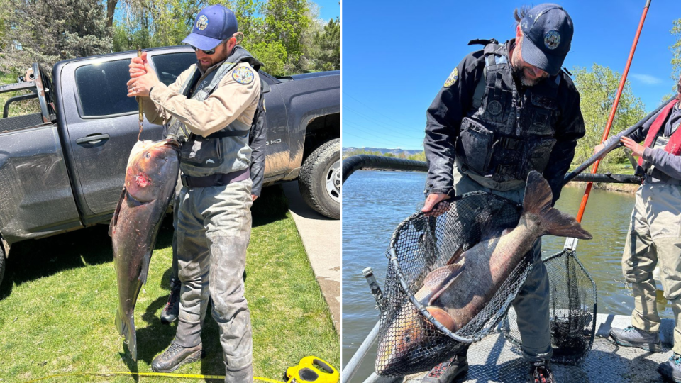 Split image of men wrangling bighead carp