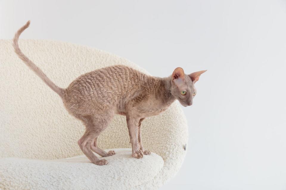 15 best hypoallergenic cats cornish rex