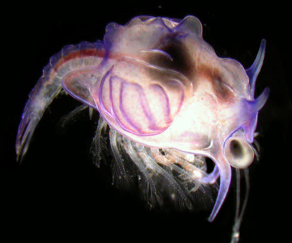 For more than 180 years, scientists had pulled these "monster" larvae from the guts of fish, wondering they looked like as grown-ups. Turns out, they are the baby version of a deep-sea shrimp. [