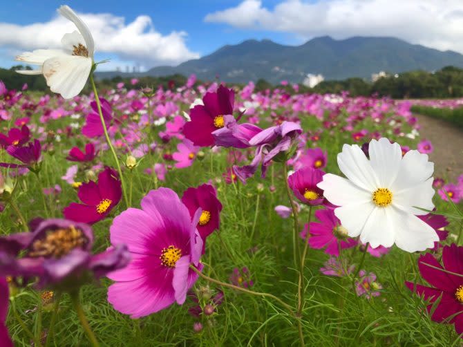 關渡秘境花海