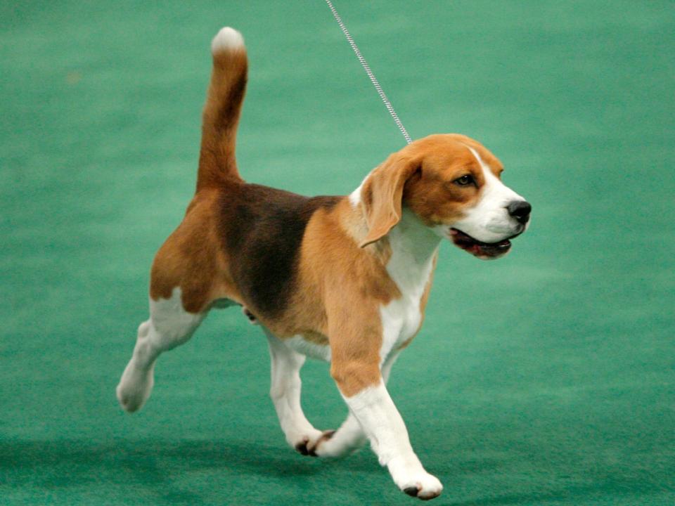 Uno competed for Best in Show in 2008.