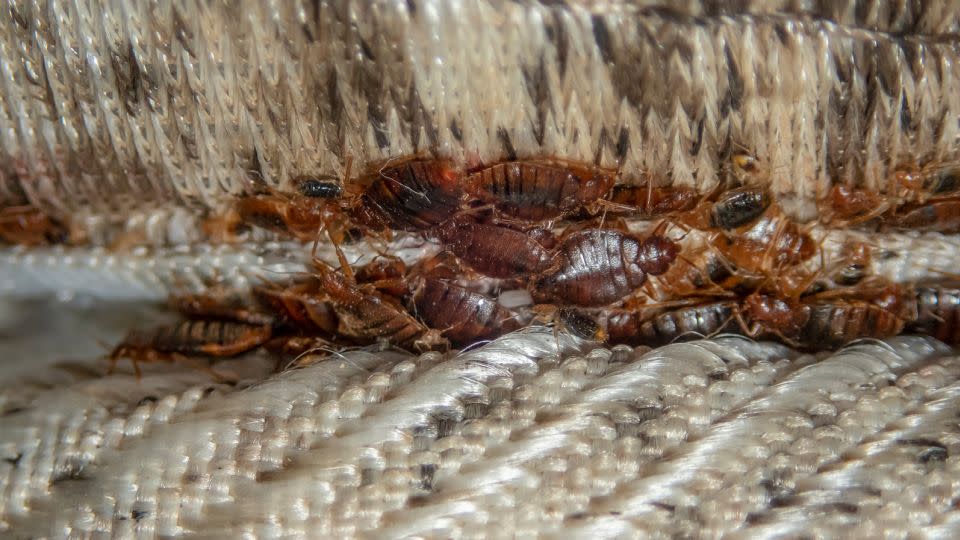 This is what a serious bed bug infestation looks like on a mattress. They tend to congregate around seams and anything that creates a crevice. - Dmitry Bezrukov/iStockphoto/Getty Images