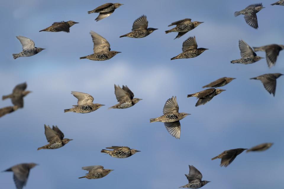 Within the murmuration, individual birds aren’t tightly packed together. <a href="https://www.gettyimages.com/detail/photo/murmuration-of-european-starlings-in-flight-across-royalty-free-image/1368050180" rel="nofollow noopener" target="_blank" data-ylk="slk:K C Bailey/iStock via Getty Images;elm:context_link;itc:0;sec:content-canvas" class="link ">K C Bailey/iStock via Getty Images</a>