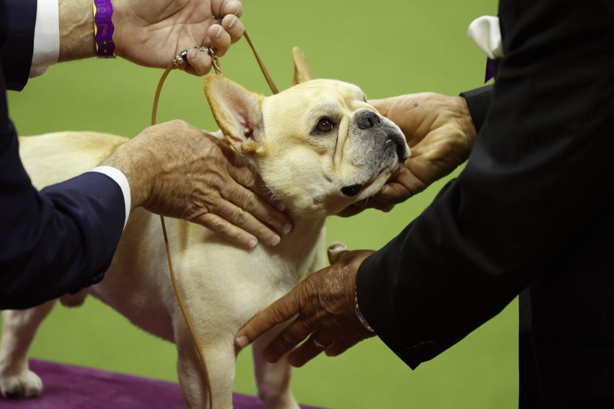 french bulldog Winston is judged at the Westminster Kennel Club Dog Show