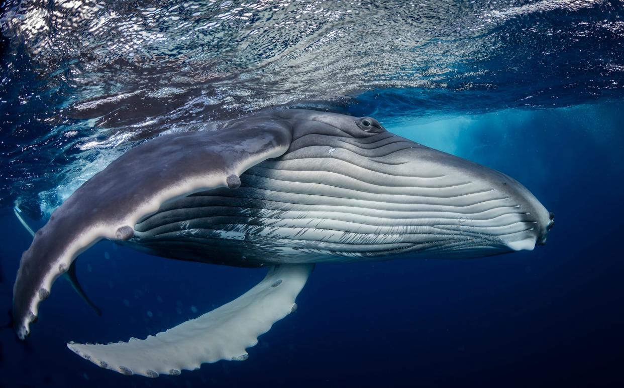 Young humpback whale in Tonga.