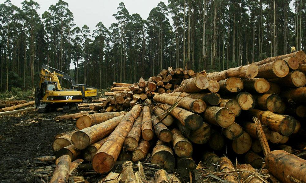 A truck is loaded with mountain ash logs in Victoria.