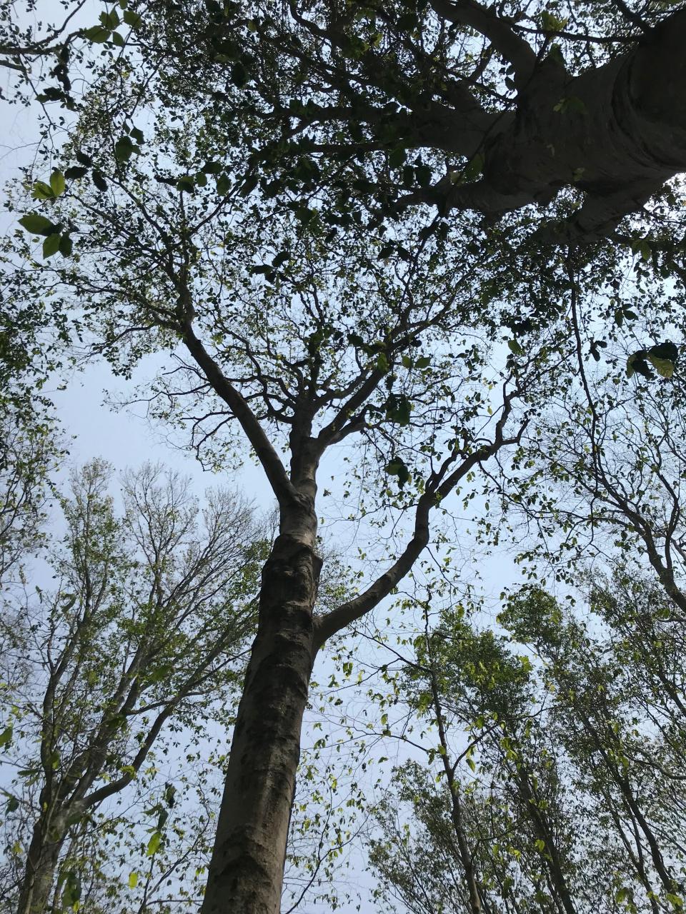 Giant, old-growth beech trees tower above the paths through Oakland Forest and Meadow, in Portsmouth.