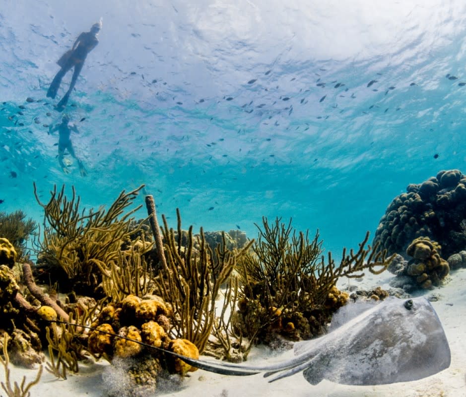 Designated in 1979, the Bonaire National Marine Park is the world's oldest marine reserve. <p>Courtesy of Bonaire Tourism</p>