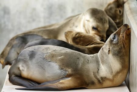 6Rescued California sea lion pups rest in their holding pen at Sea World San Diego in San Diego, California January 28, 2015. REUTERS/Mike Blake