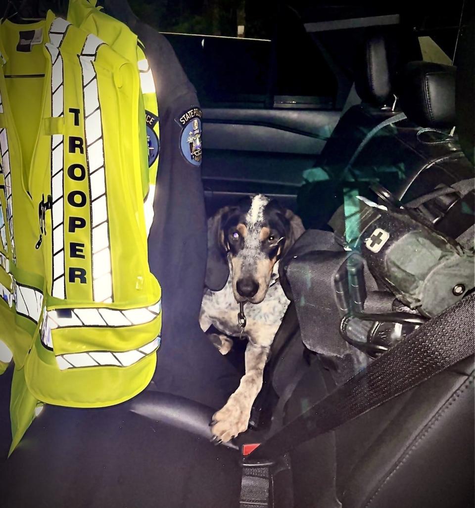 Whiskey relaxes in a state police cruiser on Saturday, Sept. 17, 2022, after missing for days, following a traffic accident on the Maine Turnpike.