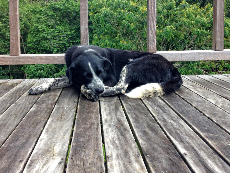 a dog that's curled up and laying on a porch relaxing