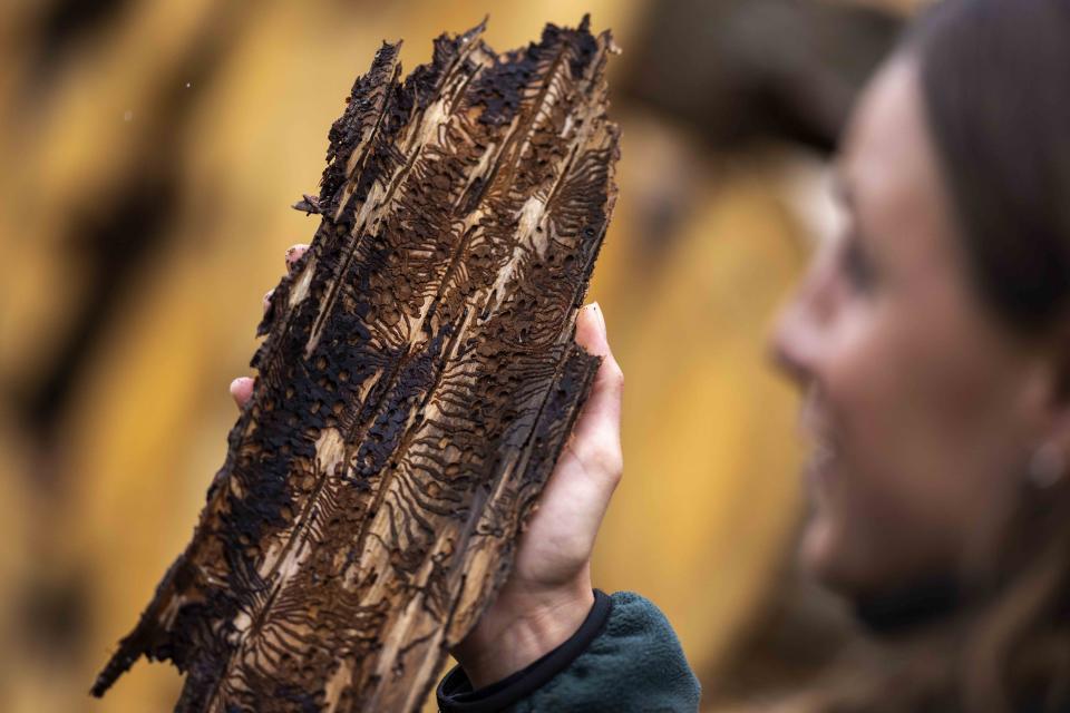 Burrows created by spruce bark beetles course across the inner side of bark pulled from an infested spruce tree in a forest in Lower-Saxony state forests at the Harz mountains near Clausthal-Zellerfeld, Germany, Thursday, July 27, 2023. The beetles are known as “book printers” for the lines they eat into the bark that fan out from a single spine, resembling words on a page. (AP Photo/Matthias Schrader)