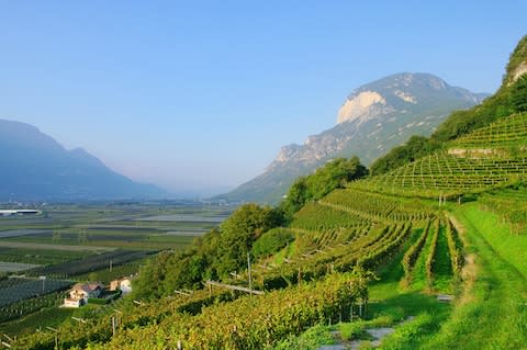 Vineyards in the South Tyrol - Credit: ALAMY