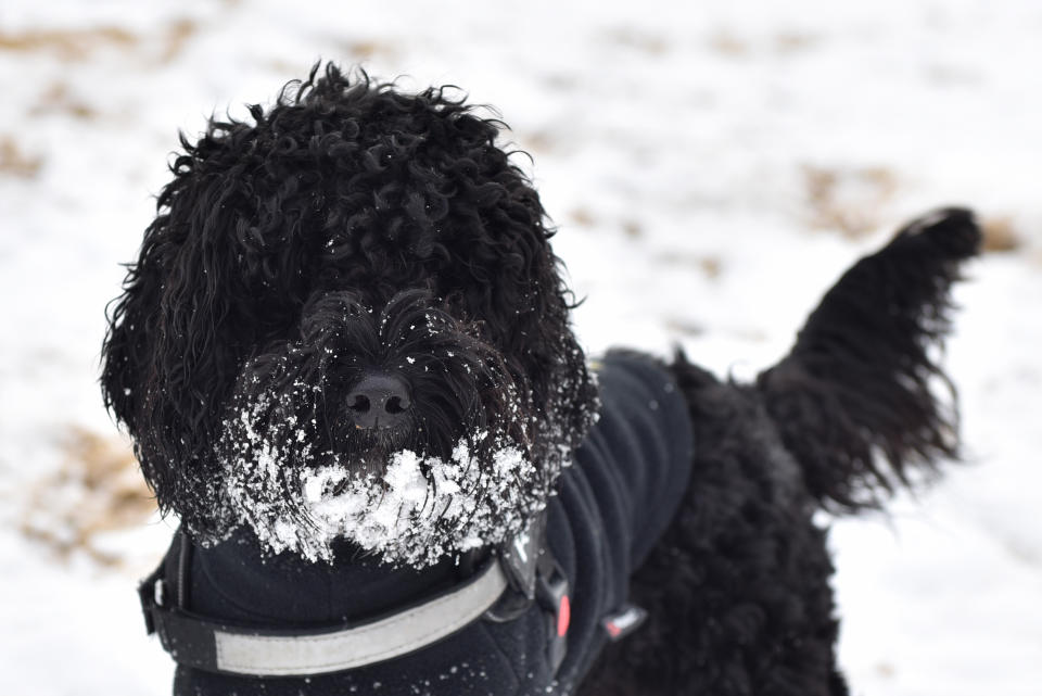 SOUTHEND, ENGLAND - FEBRUARY 11: A dog enjoys the snow at Chalkwell beach after more snow fell overnight on February 11, 2021 in Southend on Sea, England. Storm Darcy brought heavy snow in Scotland and South East England over last weekend which kick started a week of freezing temperatures across many parts of the UK. (Photo by John Keeble/Getty Images)
