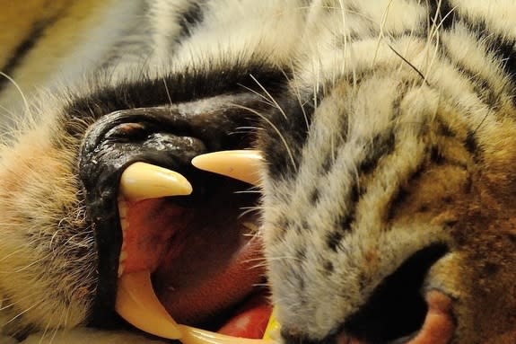 Highland Wildlife Park's Siberian tiger Marty had to get a root canal treatment on his lower right canine on Dec. 18, 2013.