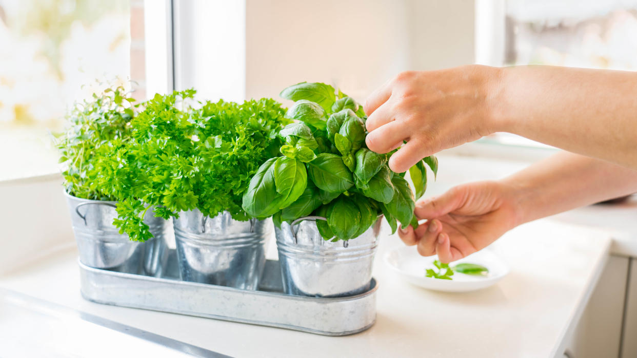  Herbs on windowsill. 