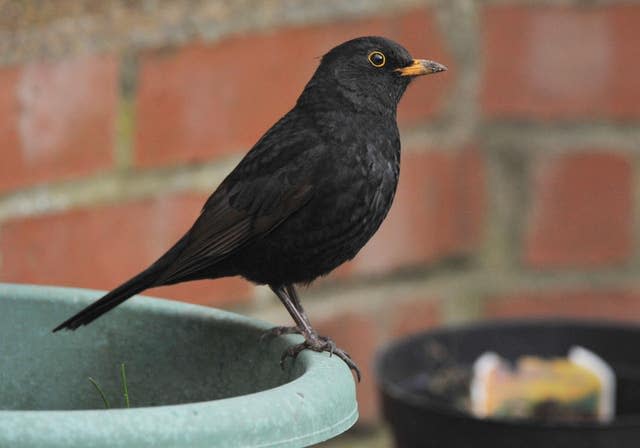 Blackbird