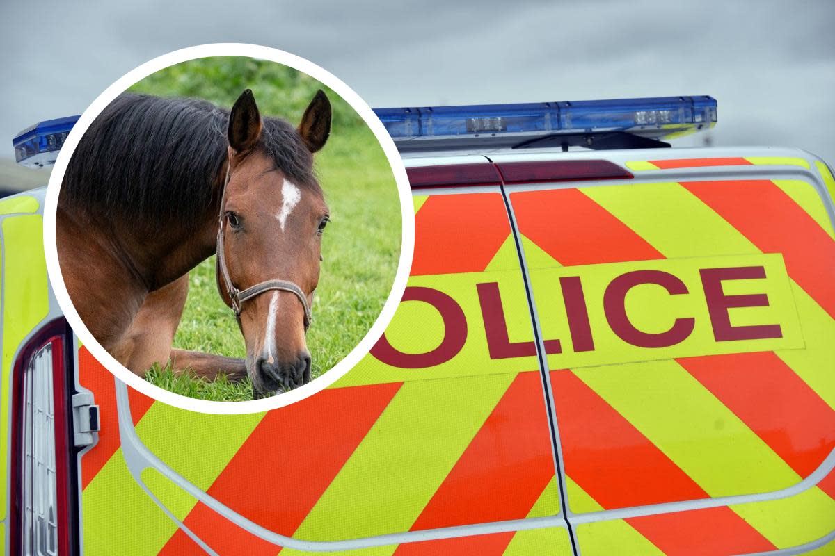 The horse is apparently "tethered" and "grazing happily". (Horse and police van images are stock). <i>(Image: Pixabay/Dendoktoor, Newsquest)</i>