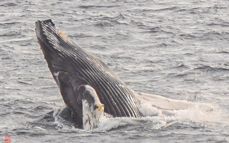 A whale spotted from the Seabourn Venture