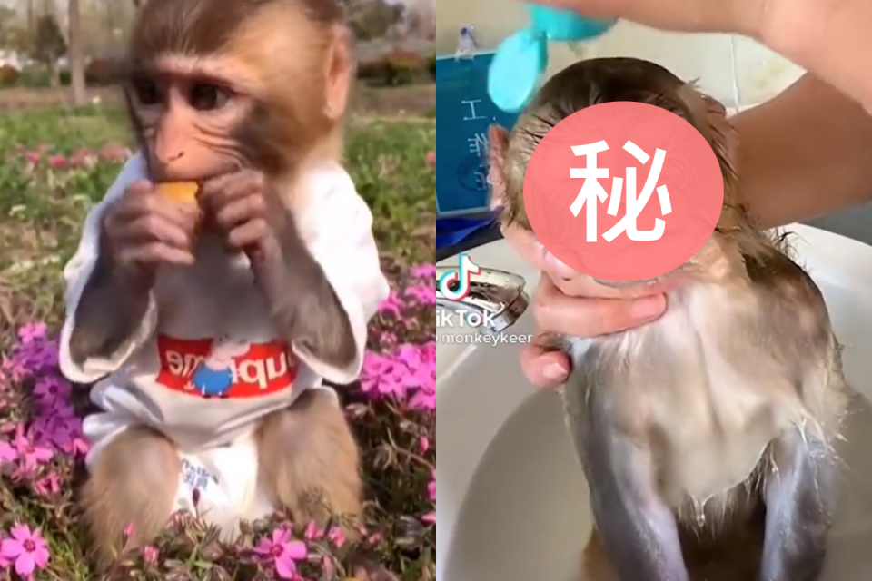 <p>飼主幫寵物猴洗澡，牠害怕到咬緊門牙催促！（圖／Instagram@ monkeykeer）</p>
