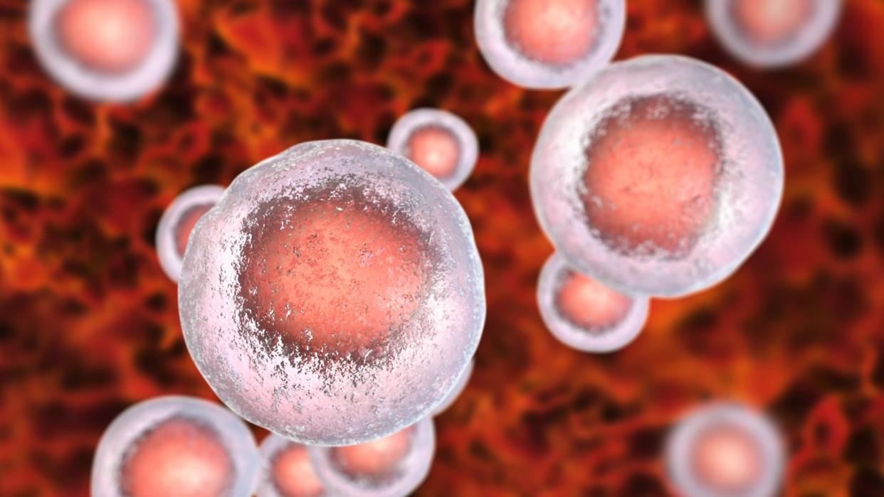  Medical illustration of 12 stem cells against a red background. Two of the stem cells appear larger in the foreground of the image and are in focus, while the others are blurred, along with the background. The stem cells appear like silver blobs with a red circular center . 