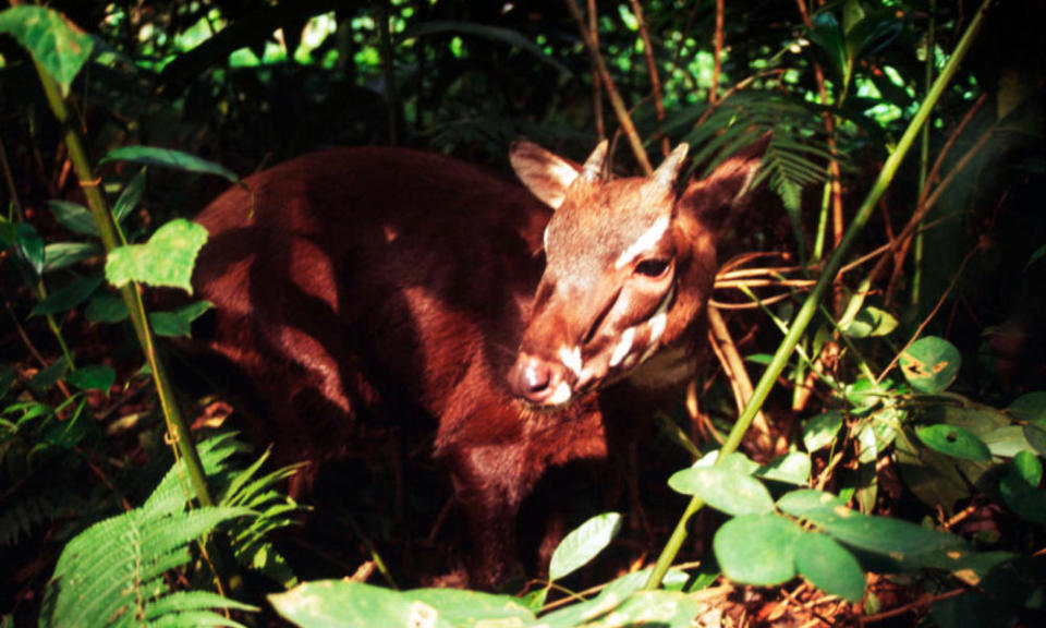 Saola