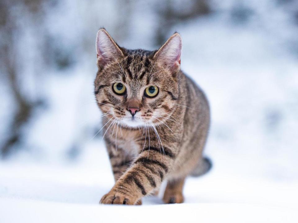 The cat allegedly scratched a police sergeant during a house call in October 2018: Getty Images/iStockphoto