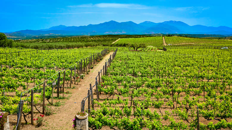 vineyard in Greece