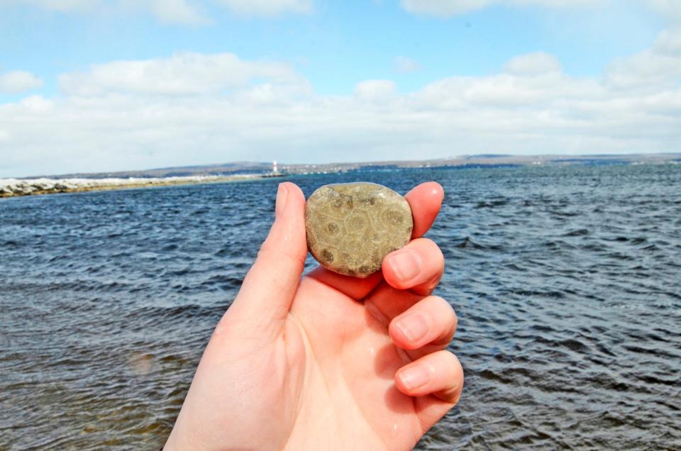 A Petoskey stone found along the Petoskey waterfront.