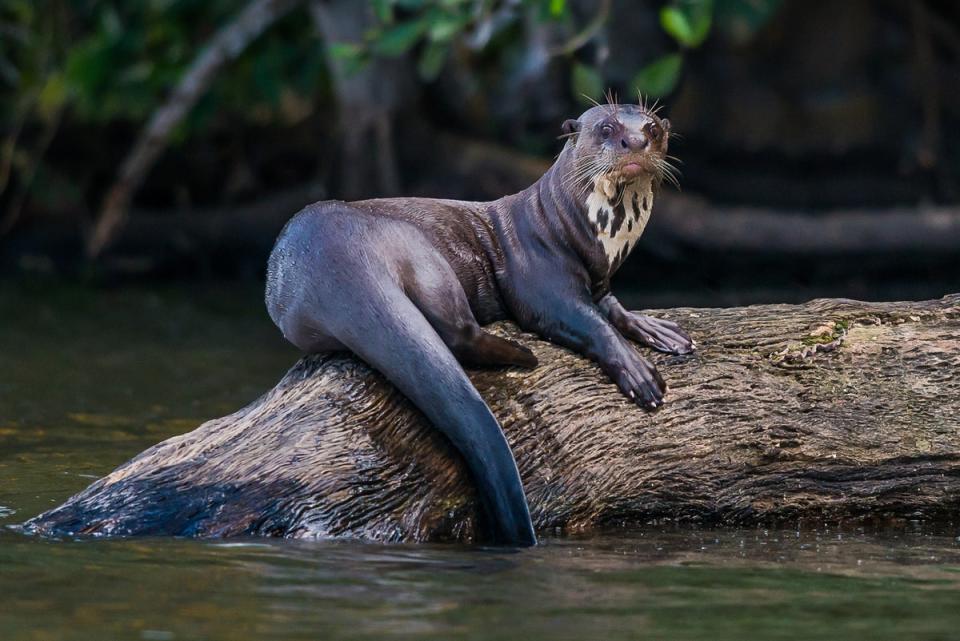 A giant otter in the Amazonian jungle (Getty Images/iStockphoto)