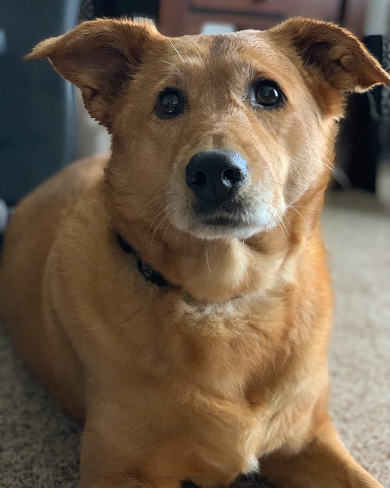 yellow dog Wisconsin Humane Society