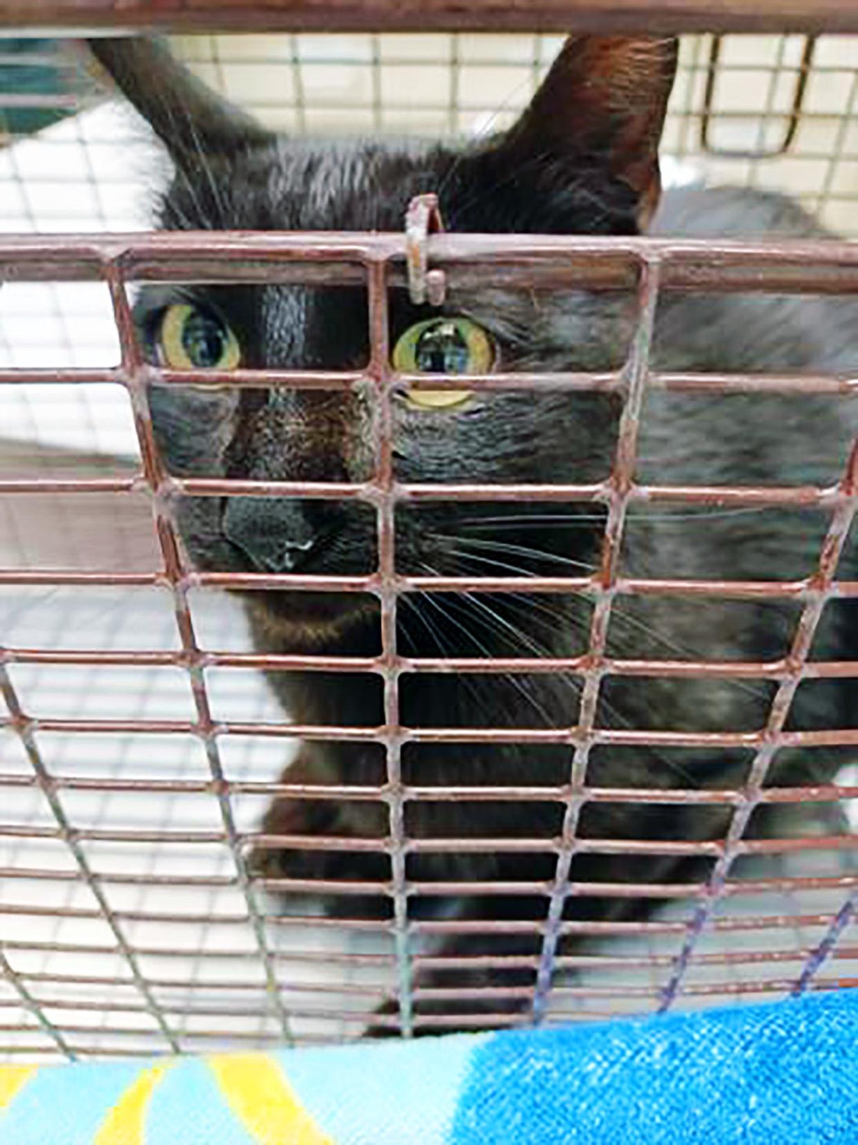 This feral cat was checked out and vaccinated after being rescued from a Pueblo swamp cooler and later returned to its colony.