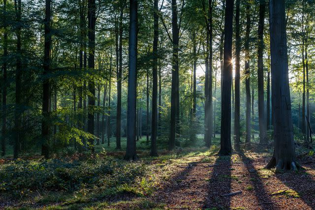 © Santiago Urquijo / Getty Images Black Forest in Baden-Württemberg, Germany occupies over 2,000 square miles