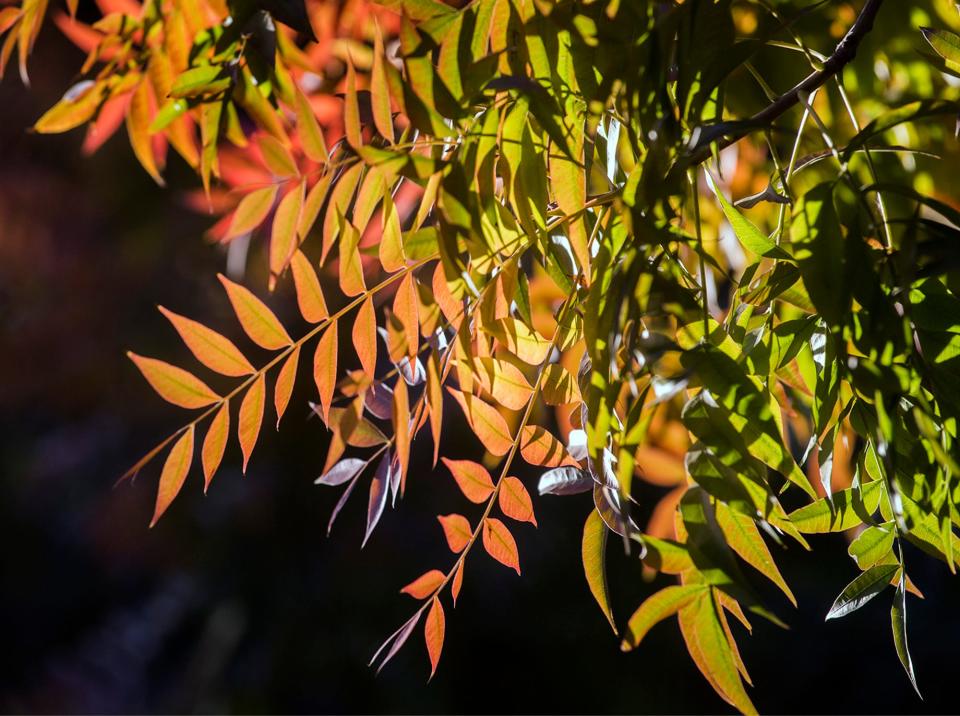 Chinese pistache trees start to turn to their fall colors at the Weber Point Events Center in downtown Stockton on Nov. 6, 2019.