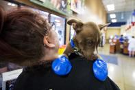 <p>Morgan Reed, a promotions assistant for KSLX, plays with a puppy wearing elastic booties at a PetSmart in Tempe, Ariz. on Tuesday, June 20, 2017. (Angie Wang/AP) </p>