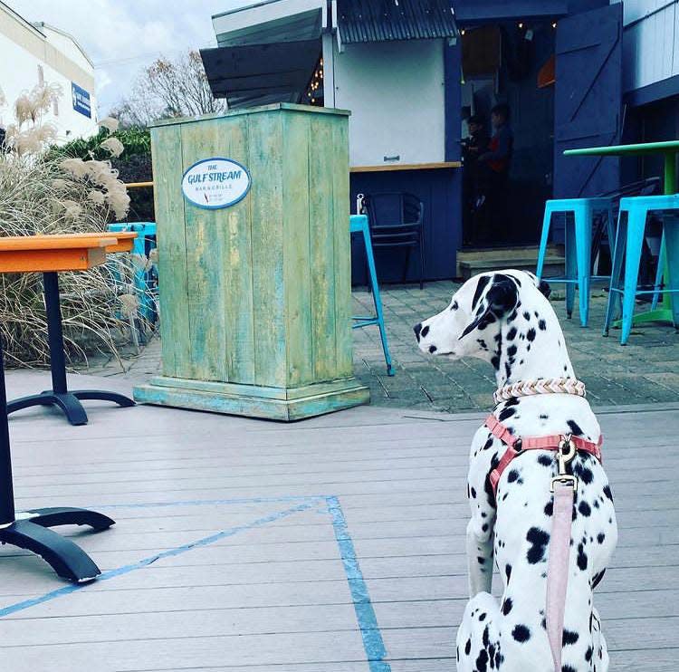 Dogs are always welcome at Portsmouth's Gulf Stream Bar and Grille but they'll have their own party this month.