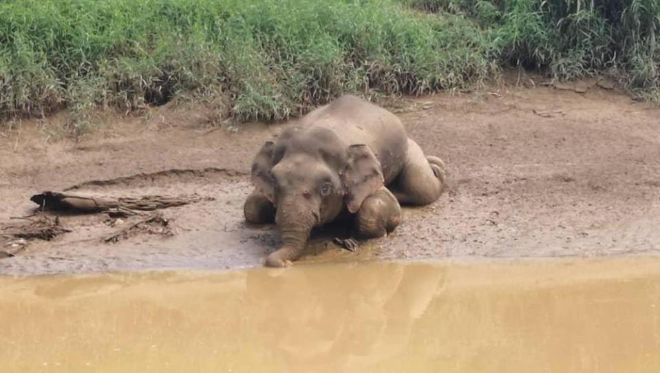 The body of an elephant that was recovered in Kalabakan on September 5, with 70 bullet wounds and its tusks missing. — Photo courtesy of Sabah Wildlife Department