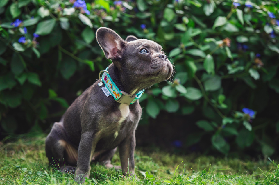 <em>There were 8,403 registrations for pedigree French bulldogs in the first three months of 2018 (Rex)</em>